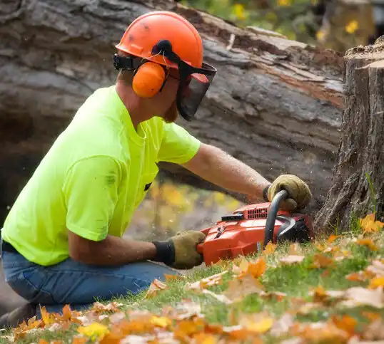 tree services Brownville